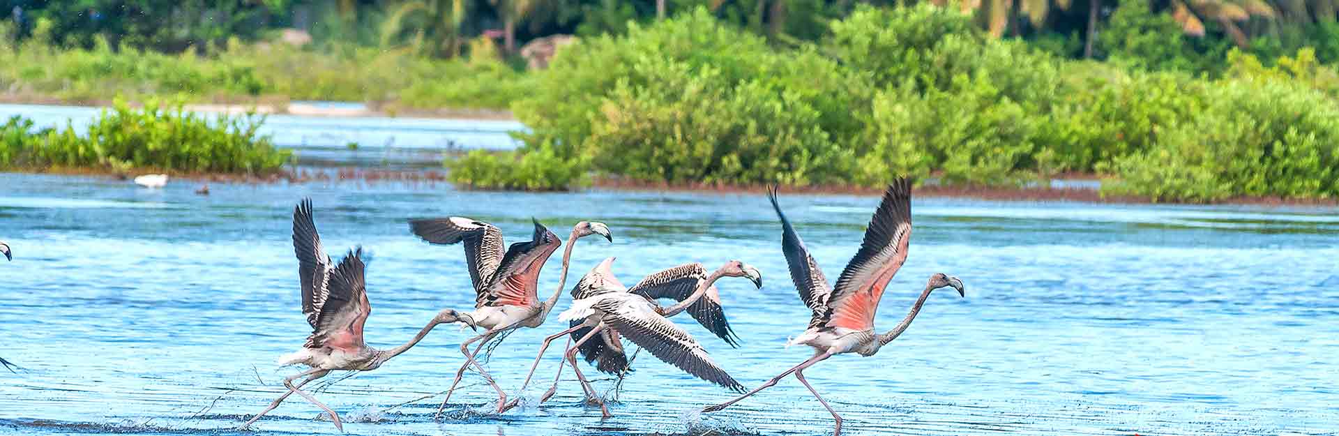 Flamencos rosados, Turismo de Naturaleza, Cuba Travel
